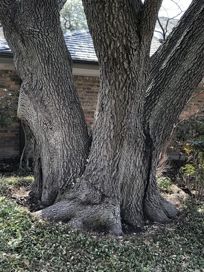 Mature heritage tree close to a Lanesboro property cared for by certified arborists